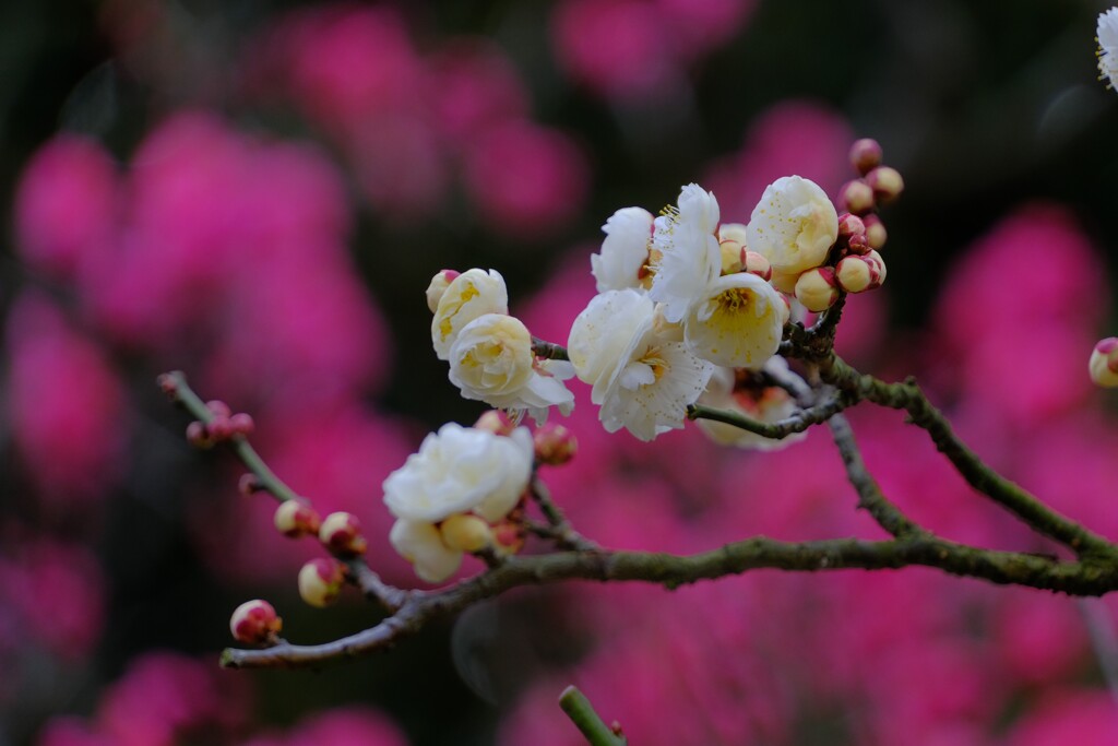散歩の途中で。Ⅰ