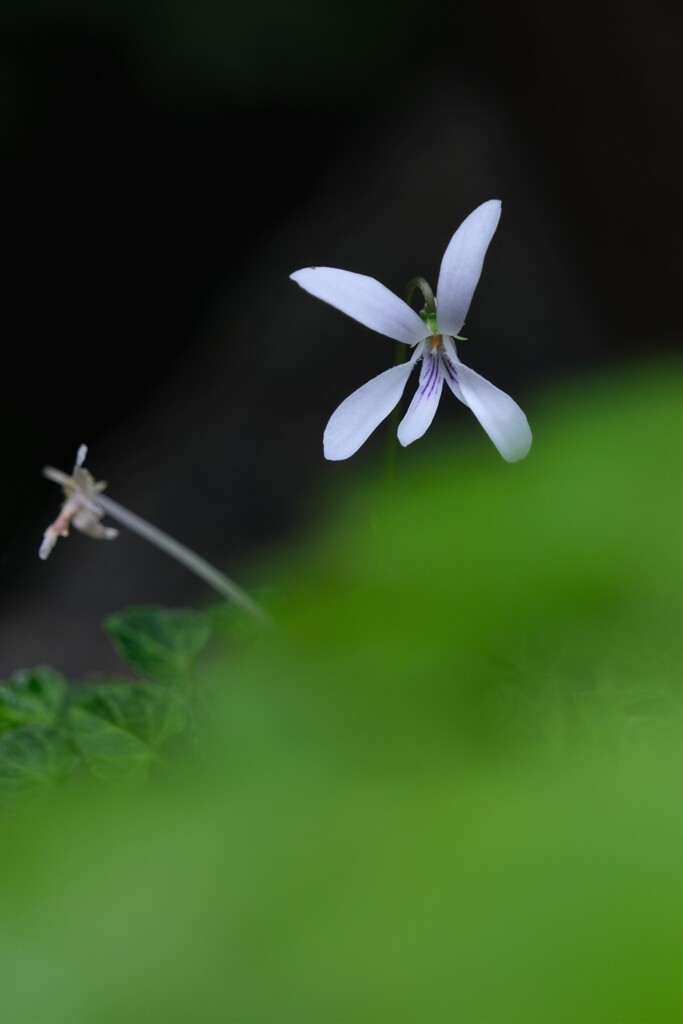 散歩の途中で。⑦