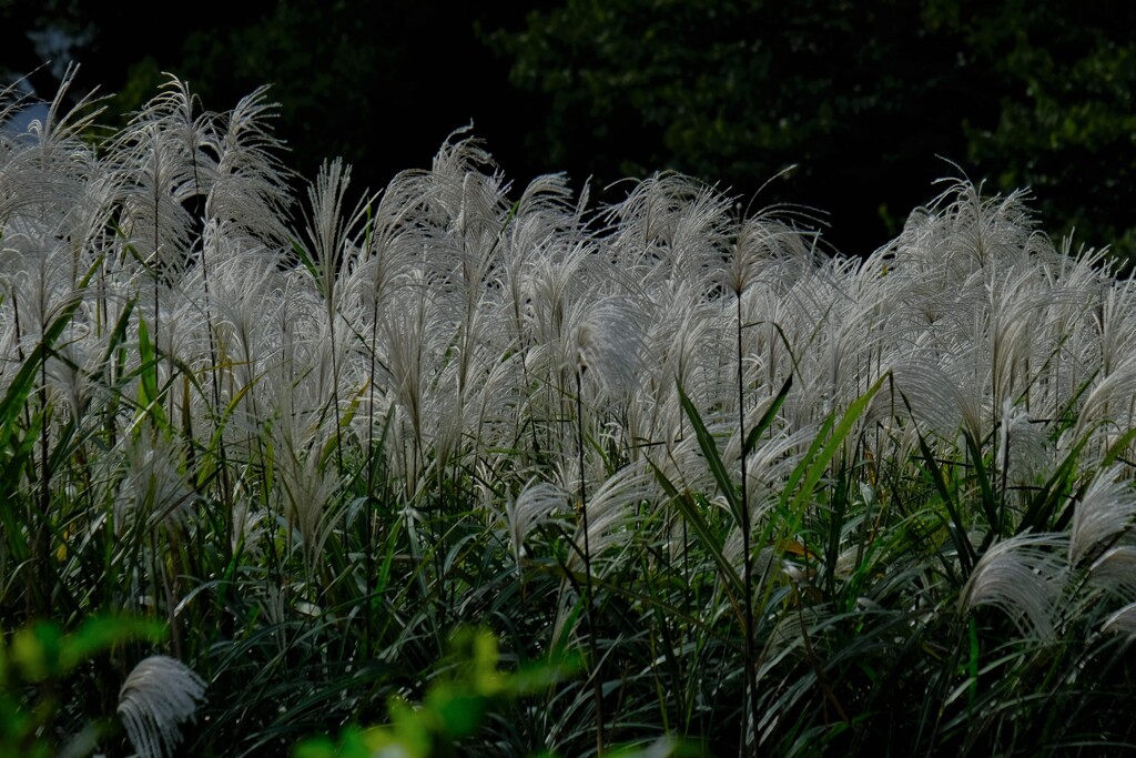 散歩の途中で。⑥