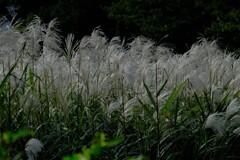 散歩の途中で。⑥