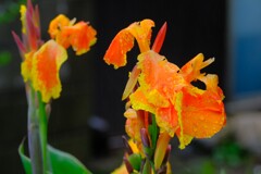 散歩の途中で。10