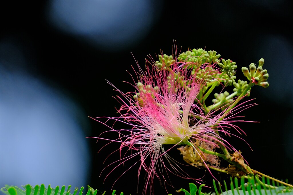 散歩の途中で。Ⅱ