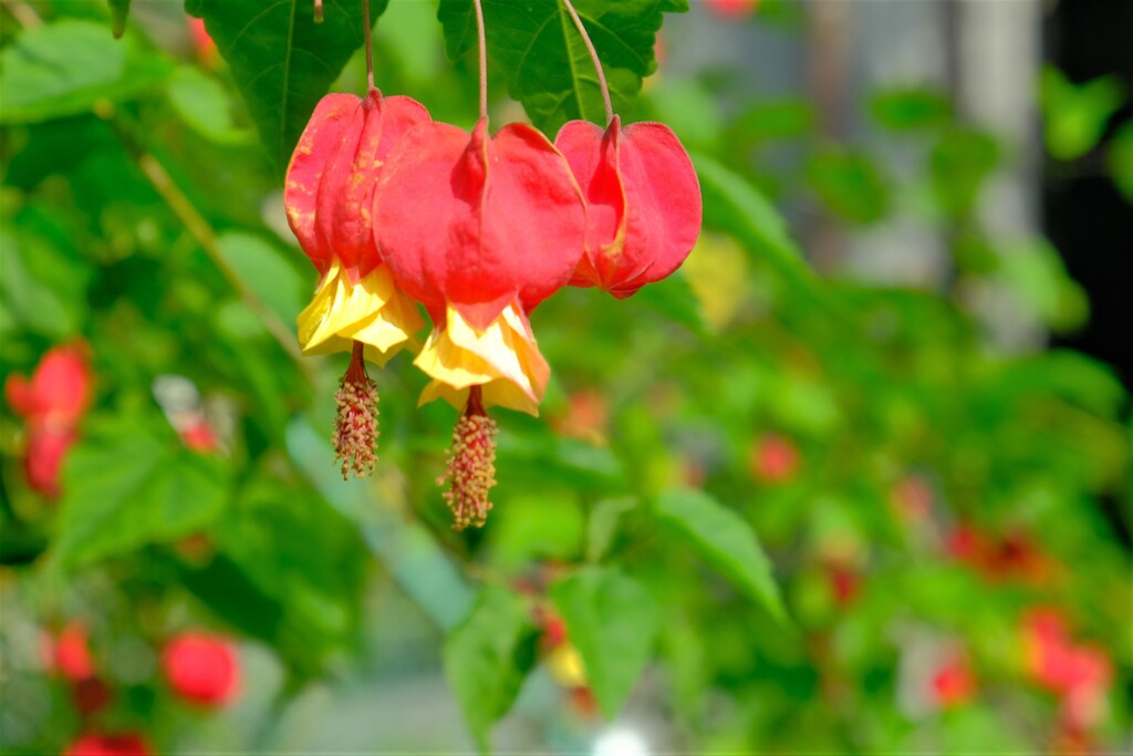 散歩の途中で。１