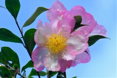 散歩の途中で。Ⅵ