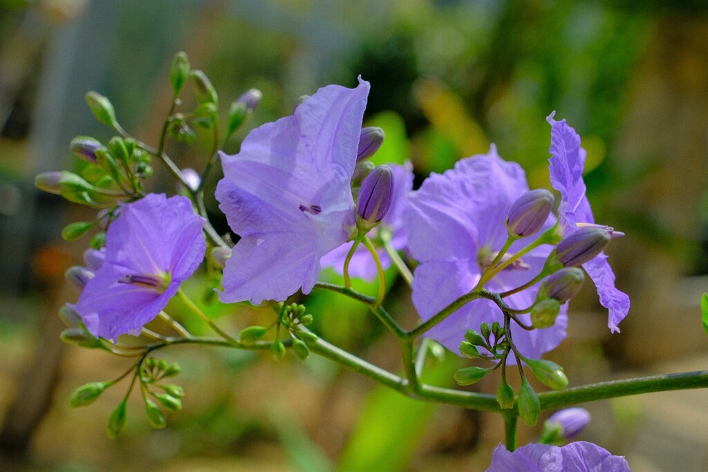 散歩の途中で。②