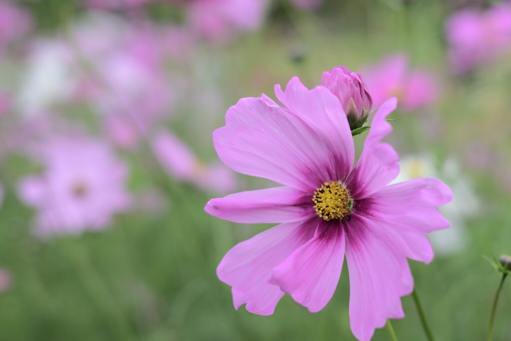コスモス