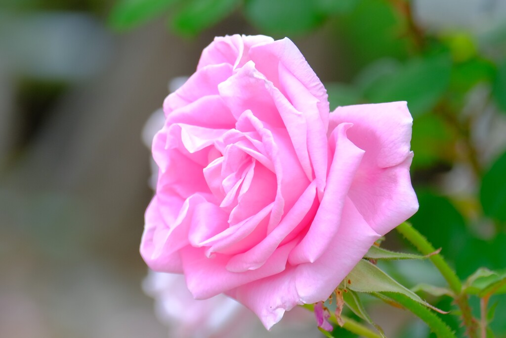 散歩の途中で。（６）