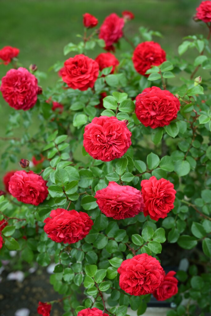 薔薇-4