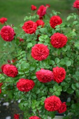 薔薇-4