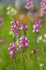 散歩の途中で。５