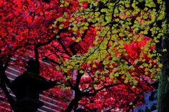 散歩の途中で、遠出　3