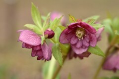 クリスマスローズー２