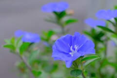 散歩の途中で。④