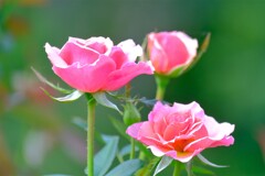 散歩の途中で。Ⅳ