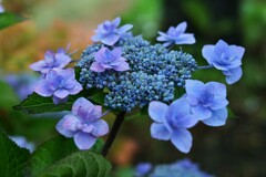 紫陽花-2