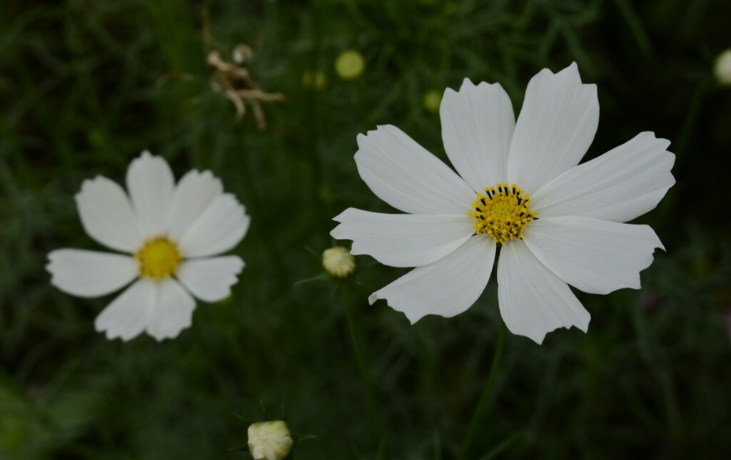 コスモス（２）