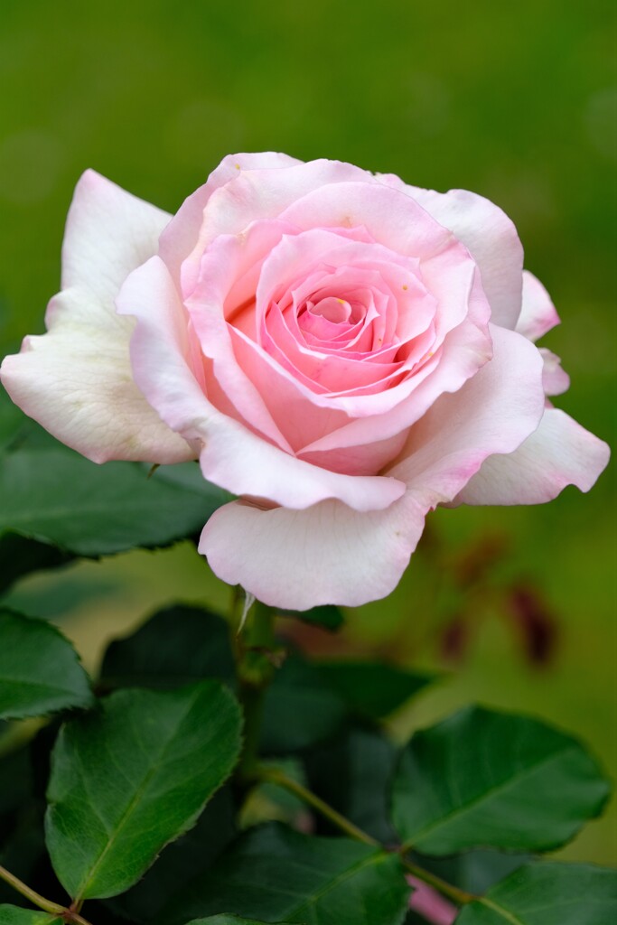 散歩の途中で。Ⅵ