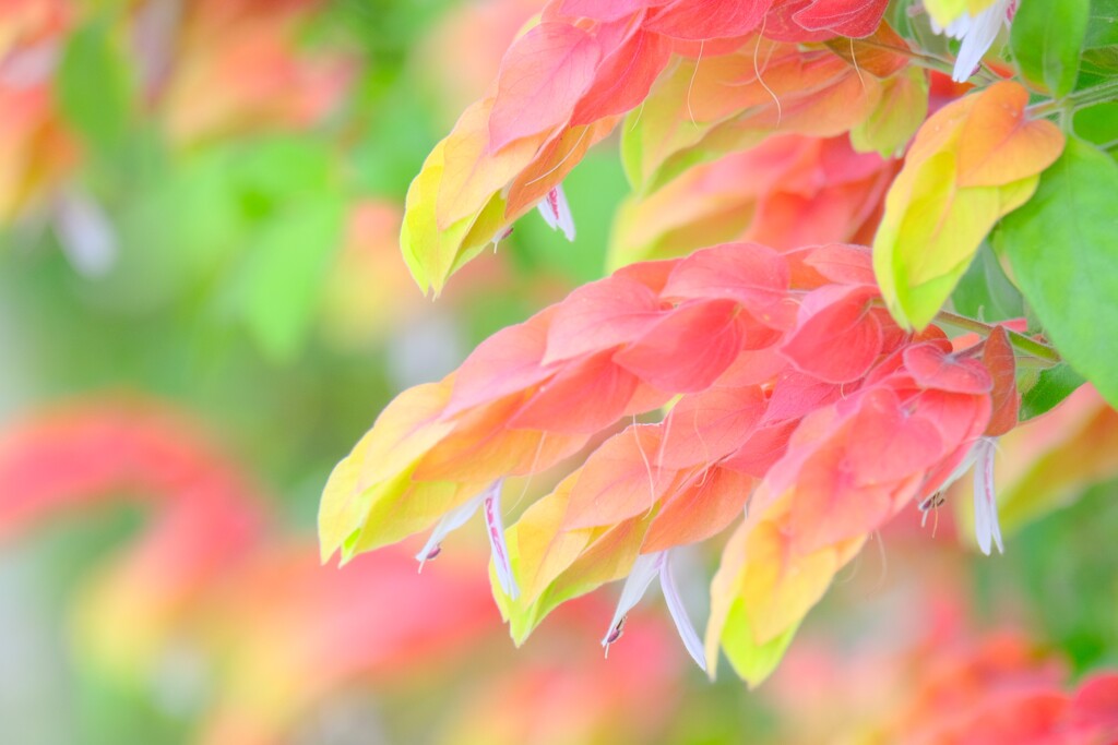 散歩の途中で。8