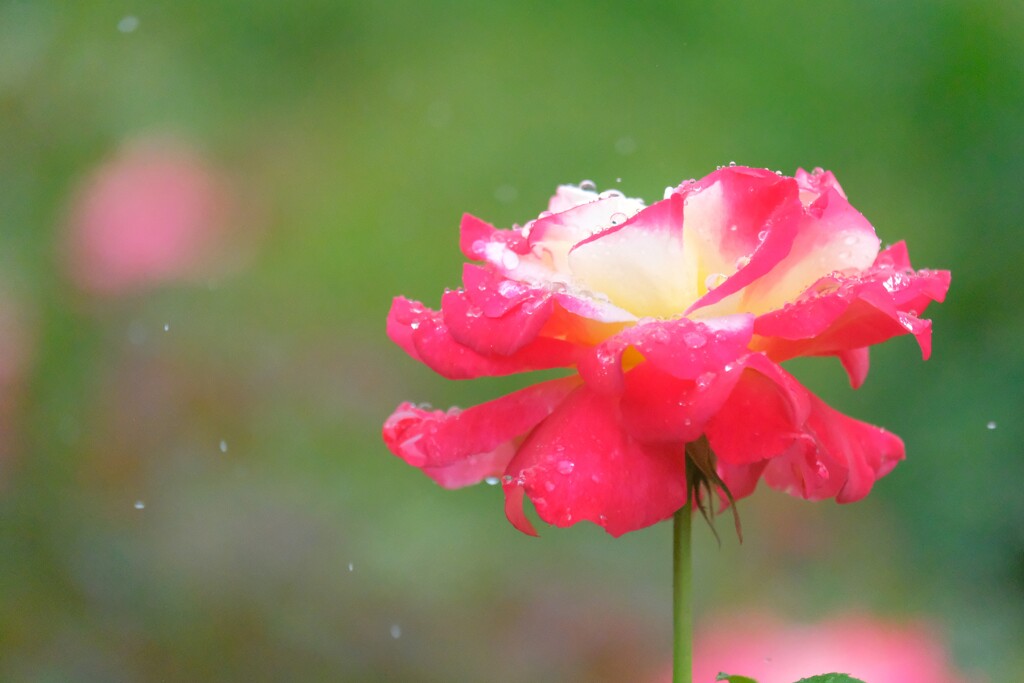 散歩の途中で。