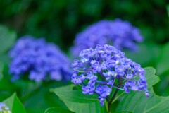 散歩の途中で。①