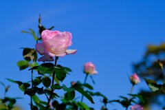 散歩の途中で。Ⅰ