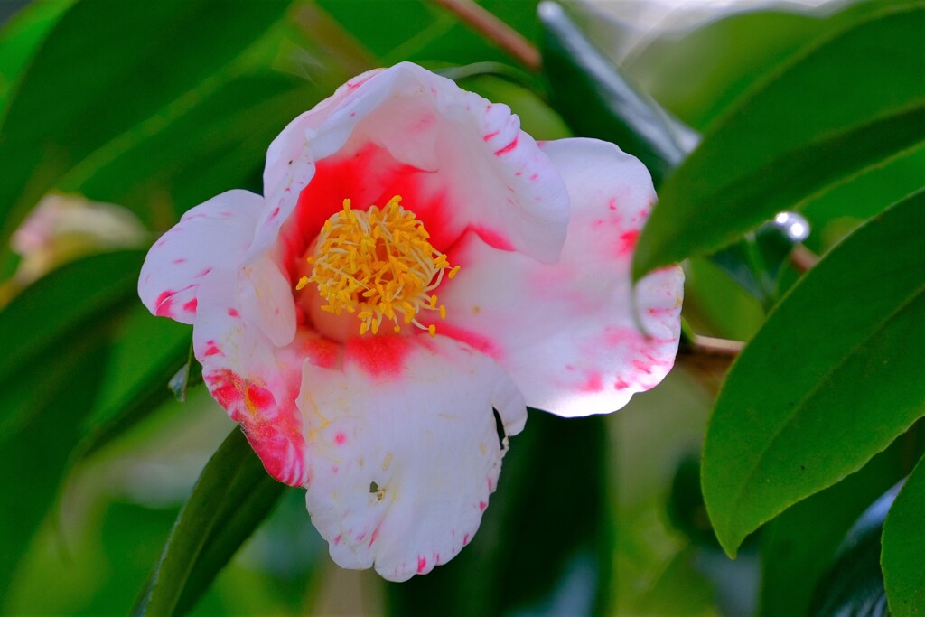 散歩の途中で。⑨