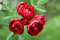 薔薇-3