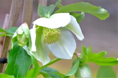 散歩の途中で。⑦