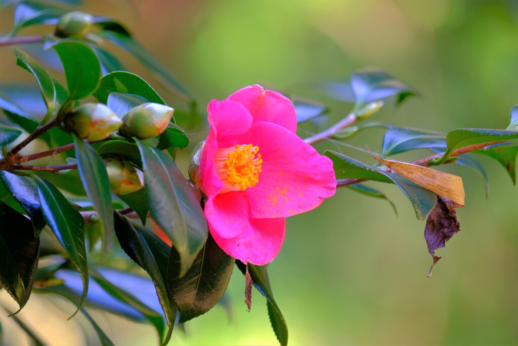 散歩の途中で。4