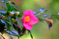 散歩の途中で。4