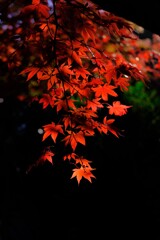 散歩の途中で、Ⅰ