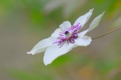 散歩の途中で。