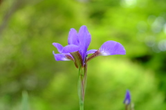 菖蒲
