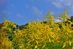 散歩の途中で。Ⅴ