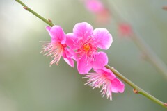 散歩の途中で。Ⅸ