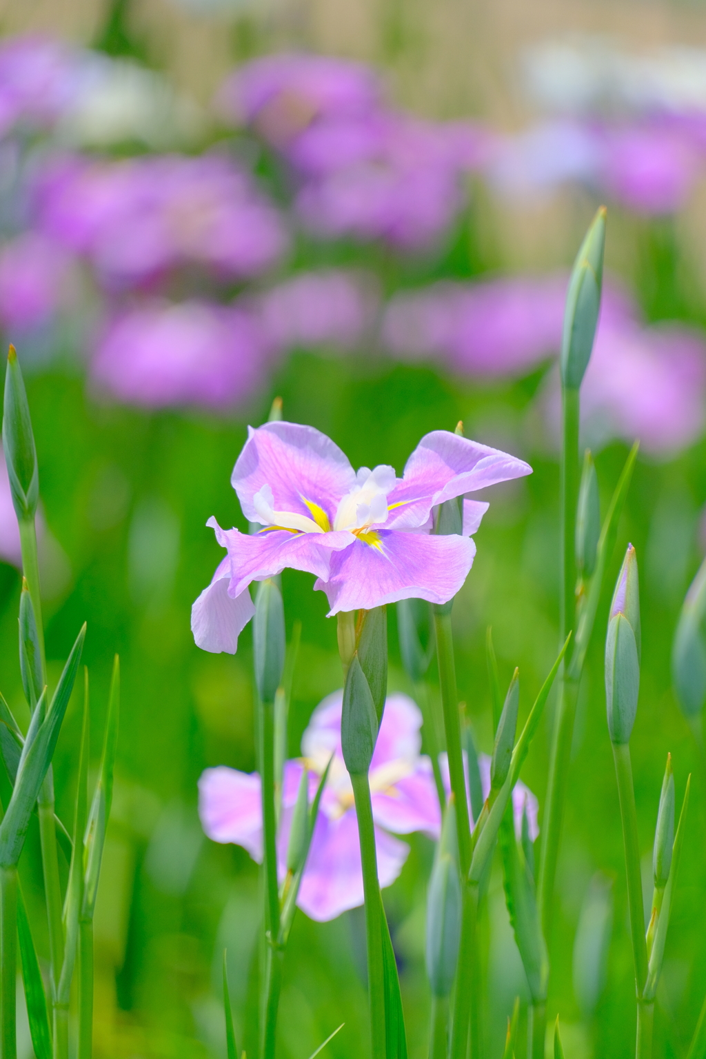 散歩の途中で。①