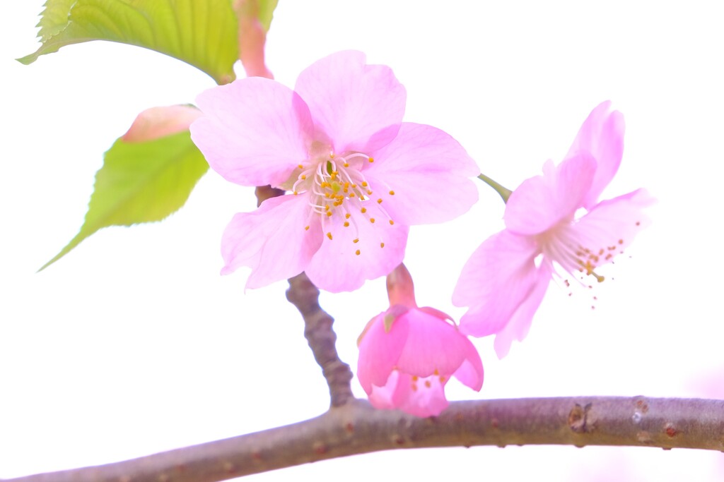 散歩の途中で。⑦