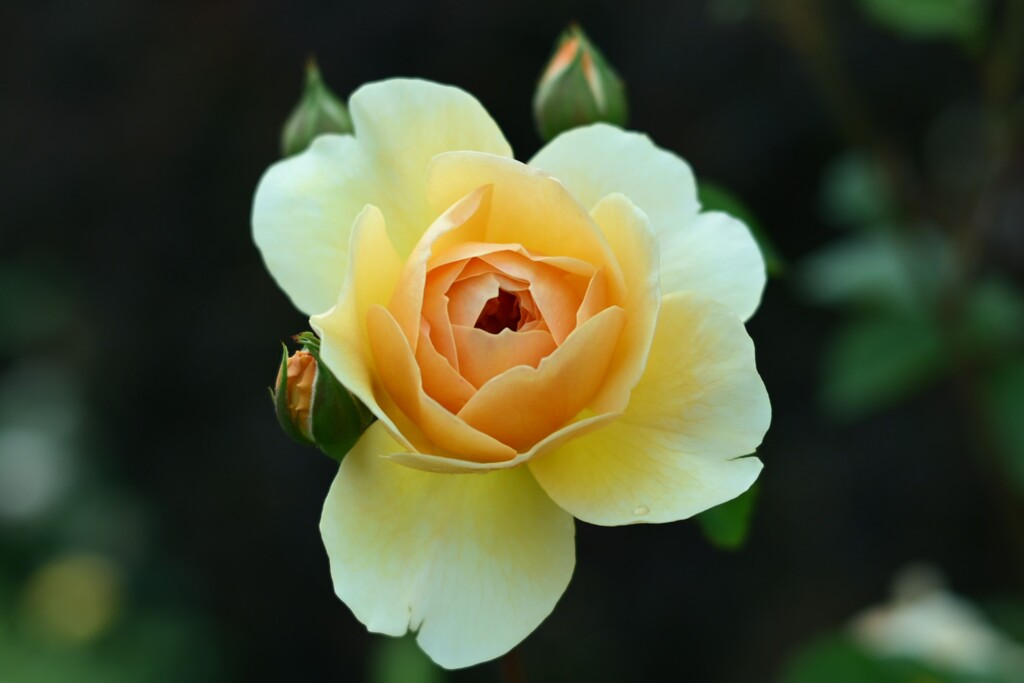 薔薇-2