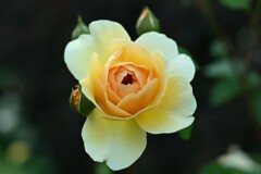 薔薇-2