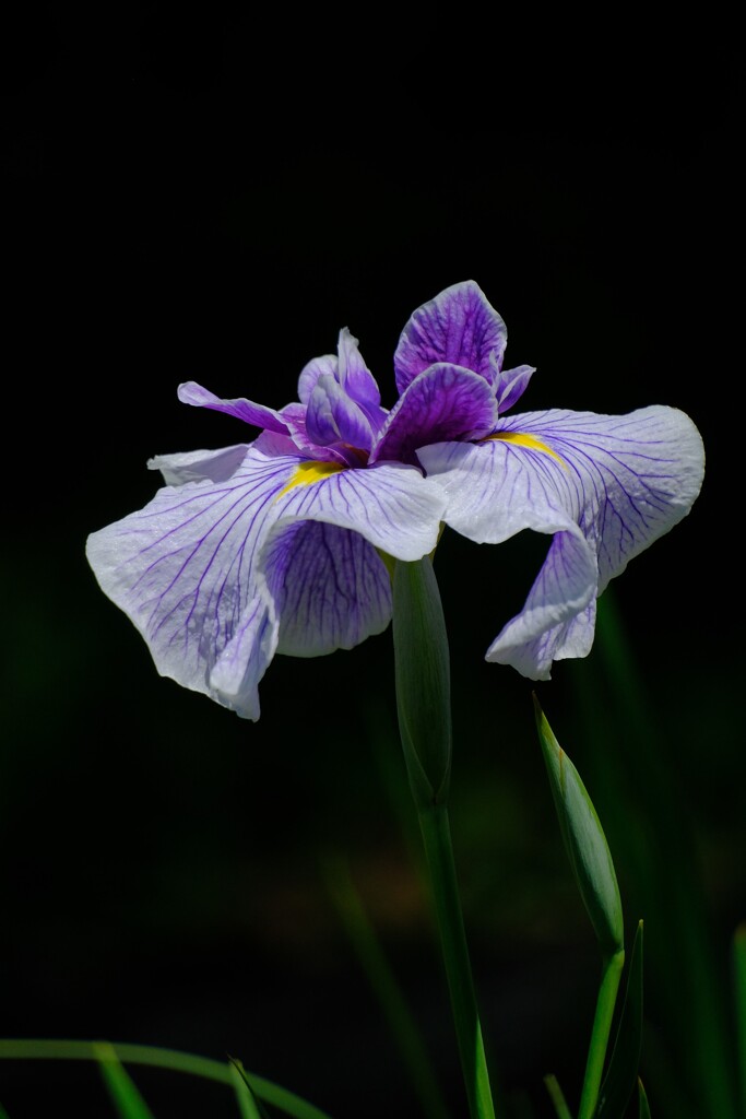 花菖蒲-3