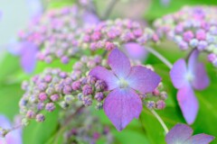 散歩の途中で。④