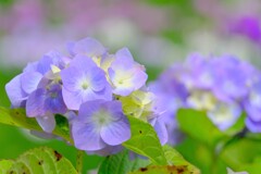 散歩の途中で。Ⅳ