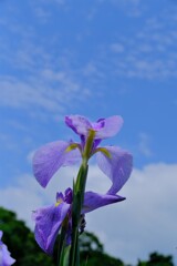 散歩の途中で。6