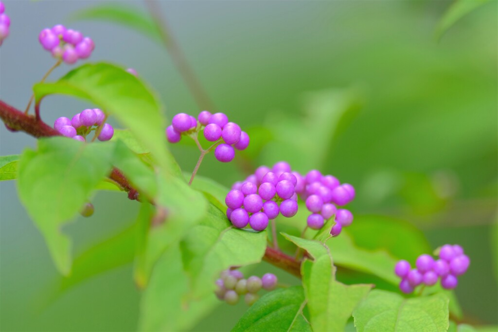 散歩の途中で。Ⅰ