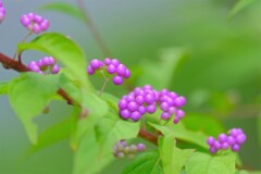 散歩の途中で。Ⅰ