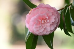 椿