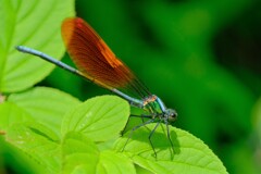 散歩の途中で。Ⅵ