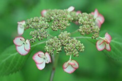 紫陽花