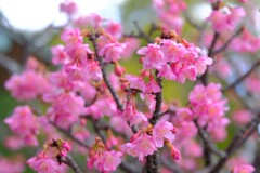 散歩の途中で。Ⅹ