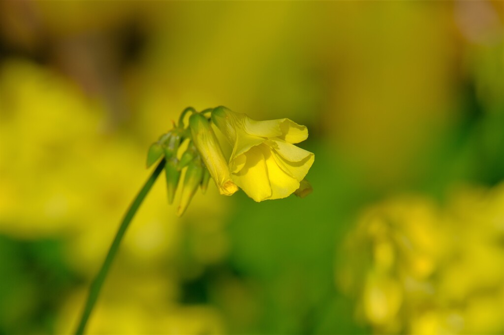 散歩の途中で。２